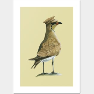 Black-winged pratincole Posters and Art